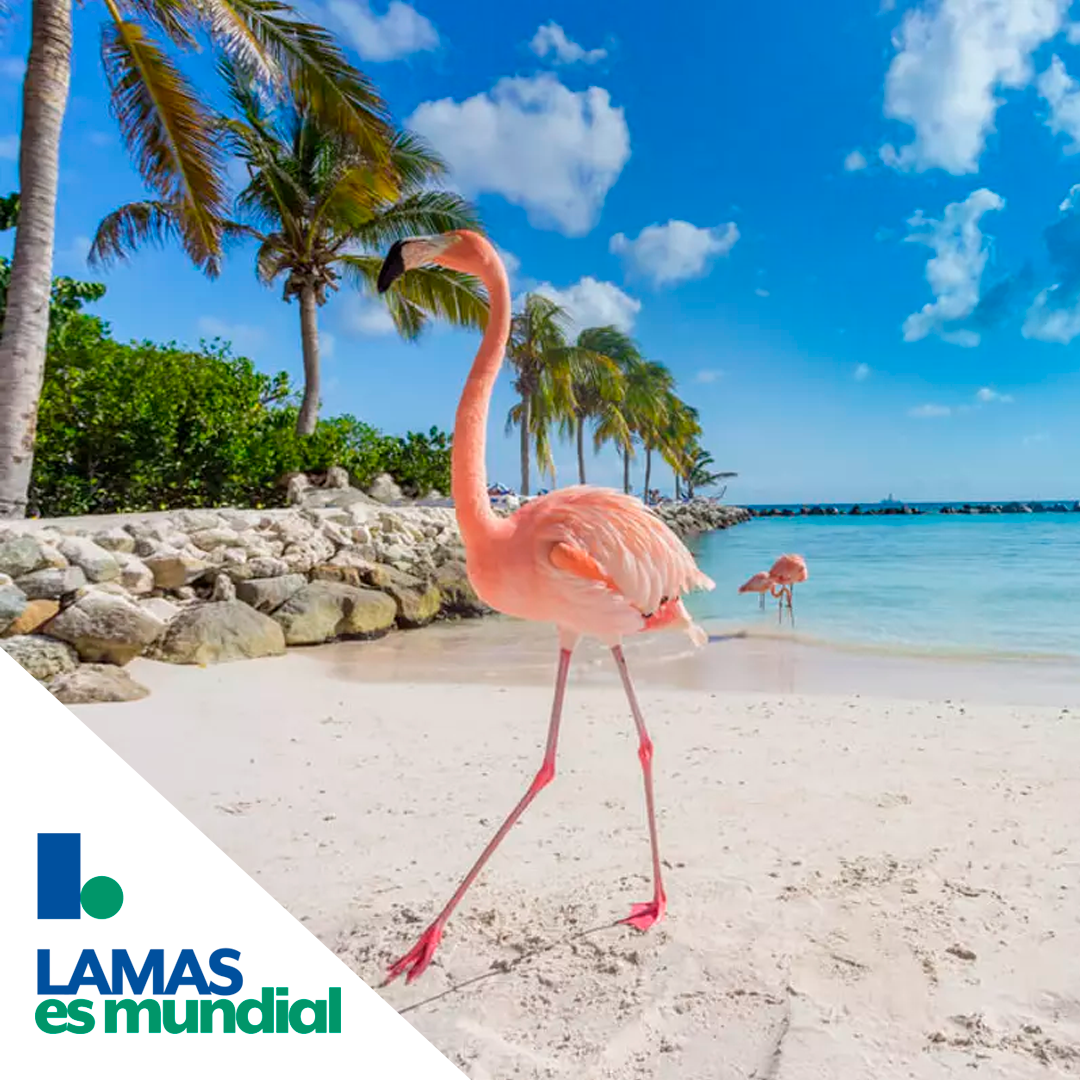 MARZO | Aruba desde Rosario