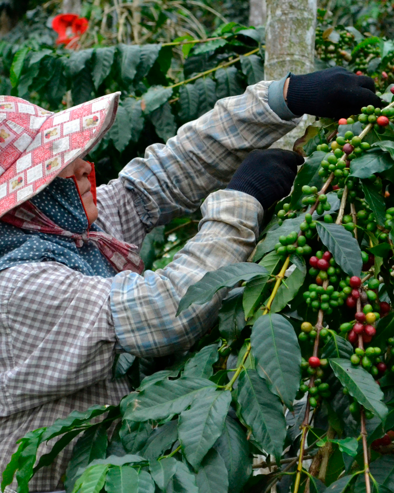 SEPTIEMBRE | Ruta del Café + Cartagena