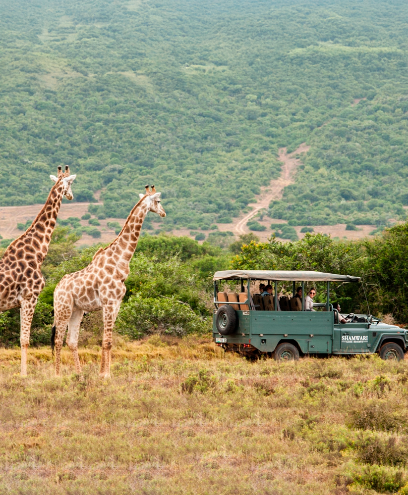 SEPTIEMBRE | Safari